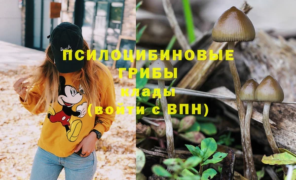 индика Алзамай